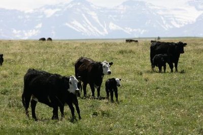 Cattle