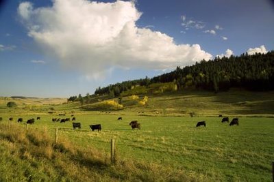 Cattle
